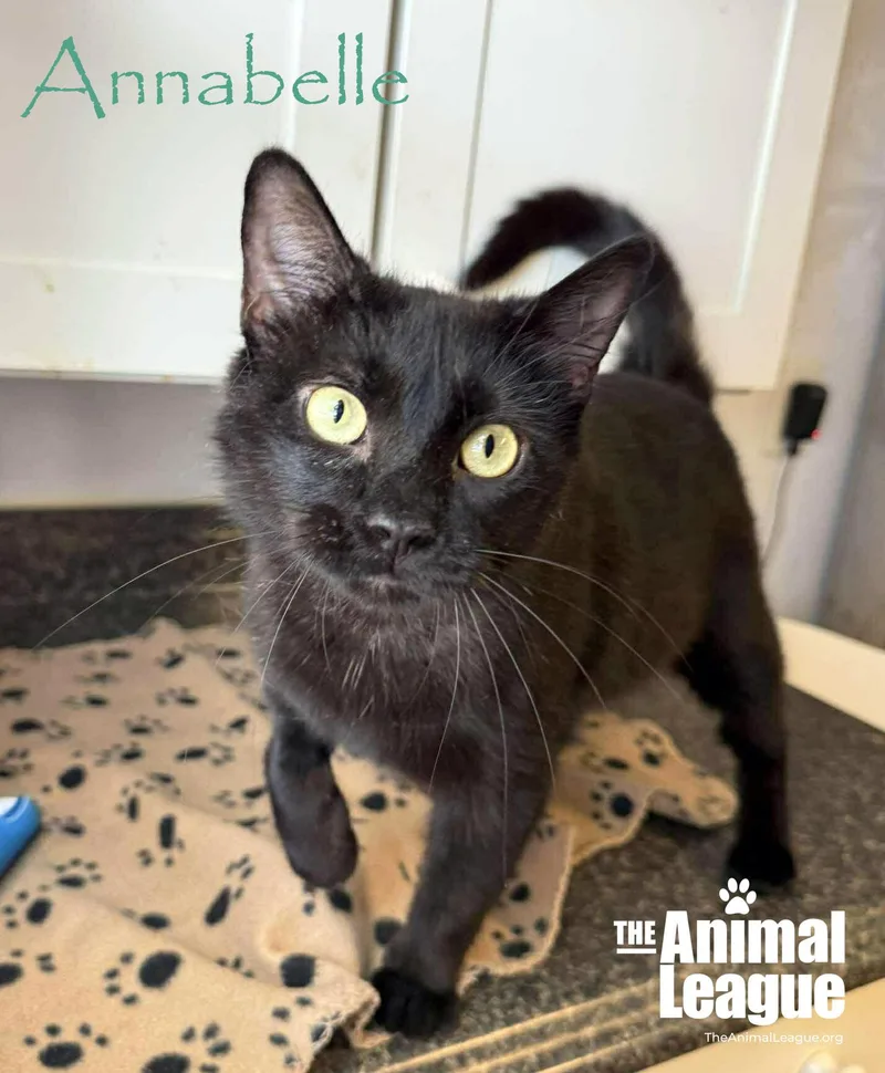 An adult medium-sized female Black Domestic Short Hair cat named Annabelle for adoption in Groveland, FL