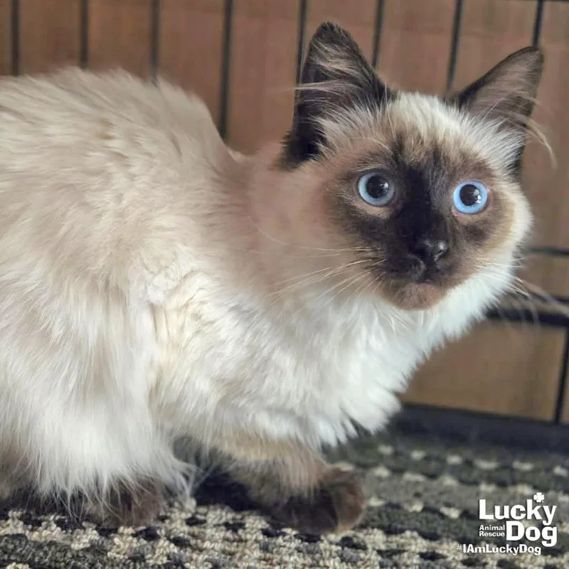 Crockett thumbnail 2