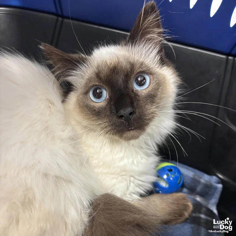 Crockett thumbnail 3