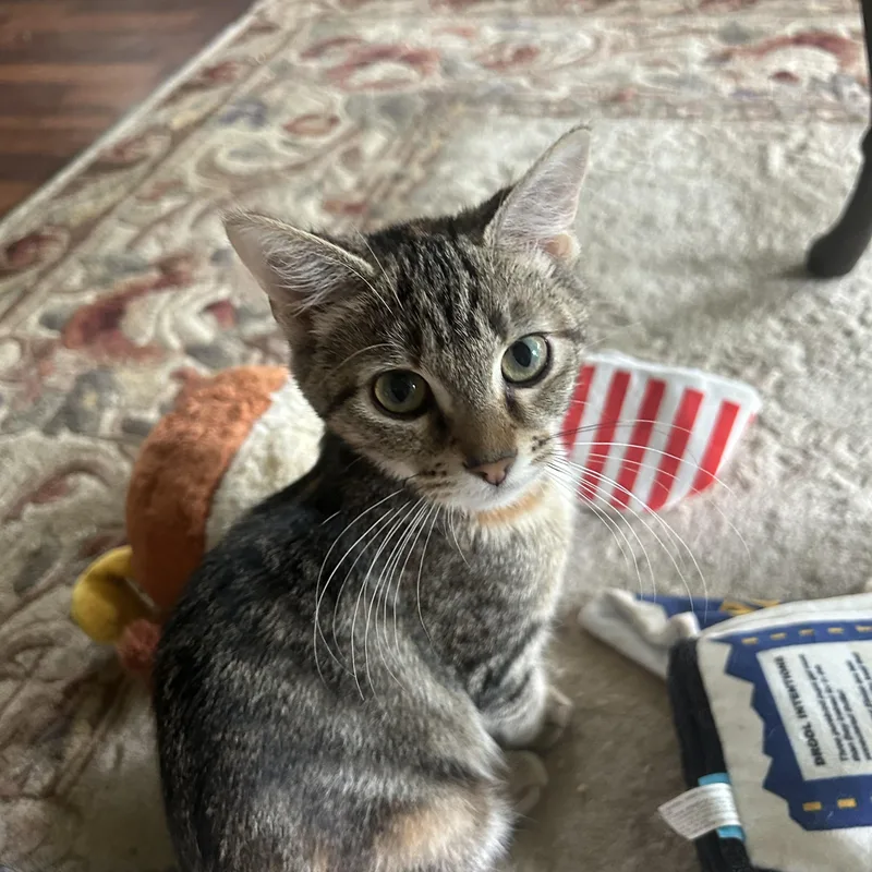 A baby small-sized female Tabby (Brown / Chocolate) Domestic Short Hair cat named Darlin for adoption in Indianapolis, IN