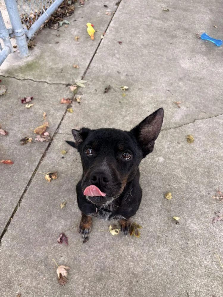 An adult medium-sized female Tricolor (Brown, Black, & White) Mixed Breed dog named Autumn for adoption in Bowling Green, OH