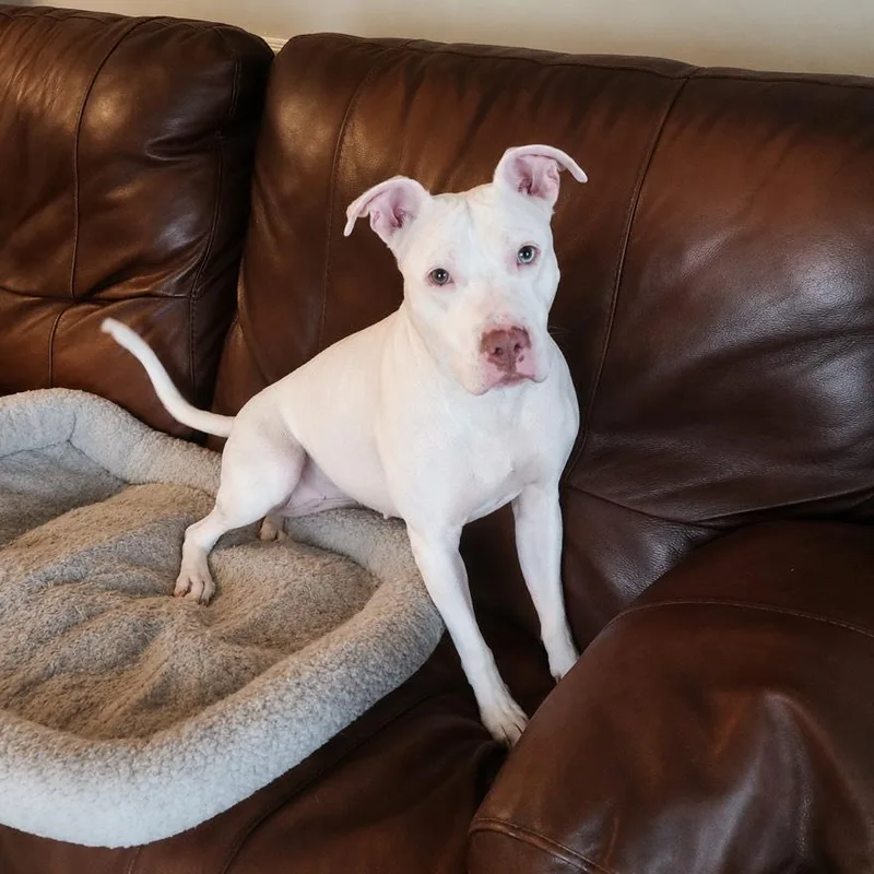 A young medium-sized female White / Cream American Staffordshire Terrier dog named Sugar for adoption in Oak Point, TX