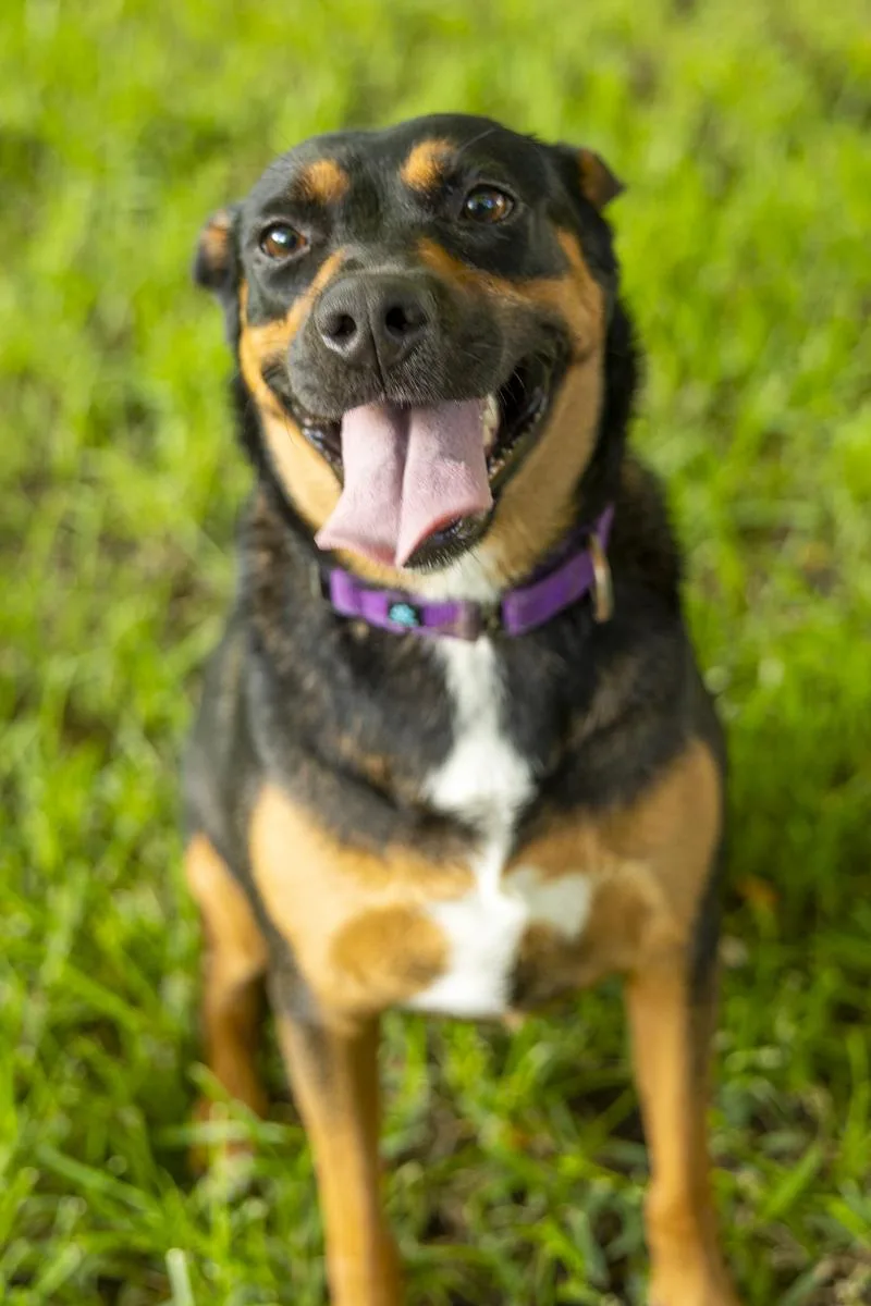 An adult medium-sized female Tricolor (Brown, Black, & White) Black Labrador Retriever dog named Bubbly Betsy for adoption in Pearland, TX