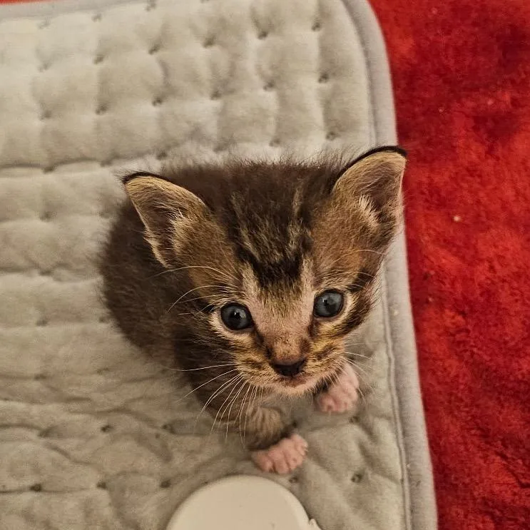 A baby medium-sized female Domestic Short Hair cat named Mouse for adoption in Columbia, MO