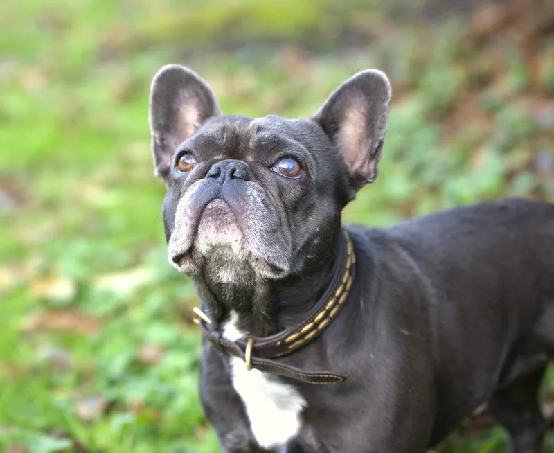 Etta  Blue Frenchie thumbnail 4