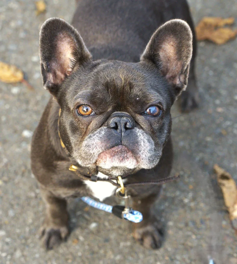 Etta Blue Frenchie