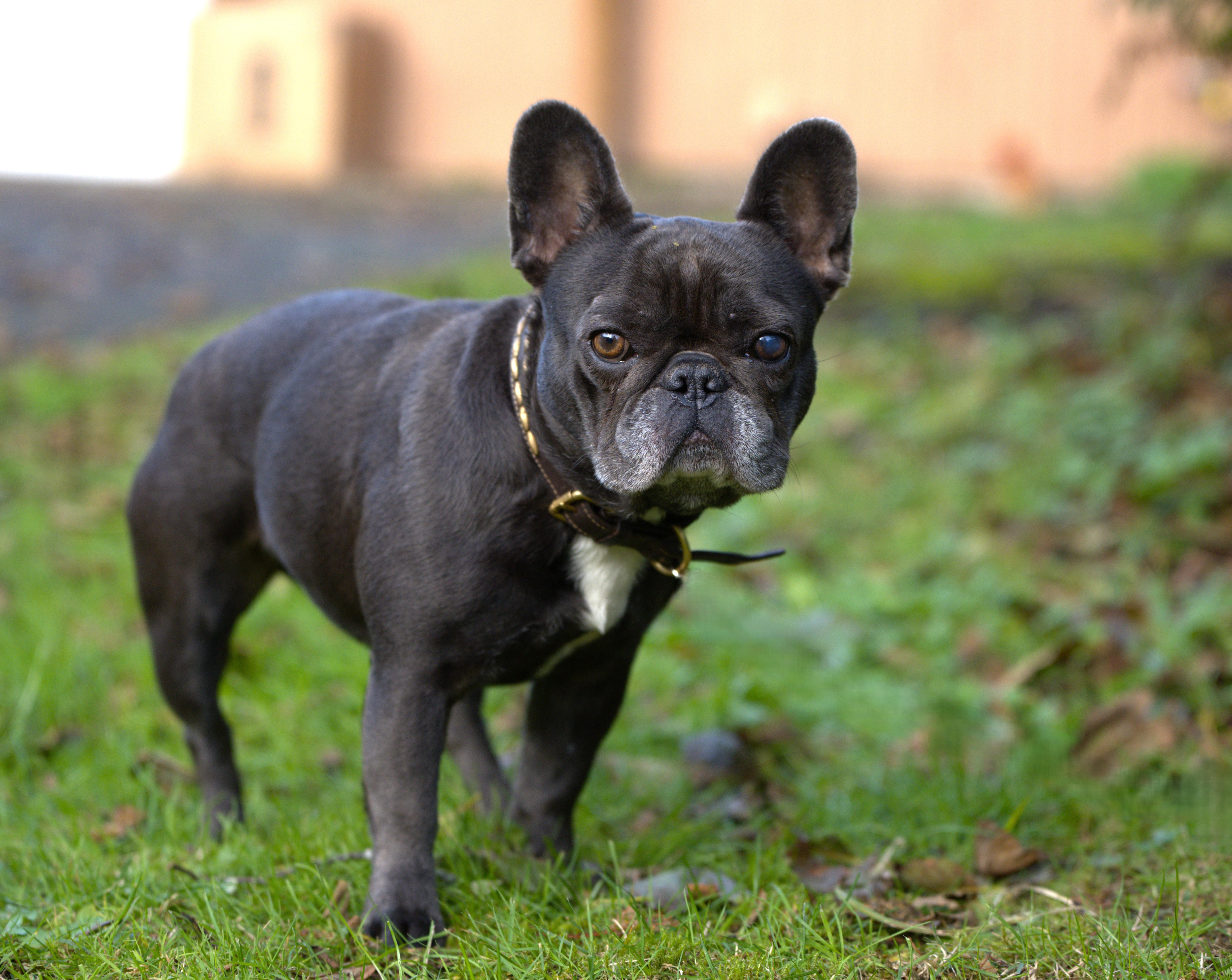 Etta  Blue Frenchie thumbnail 5