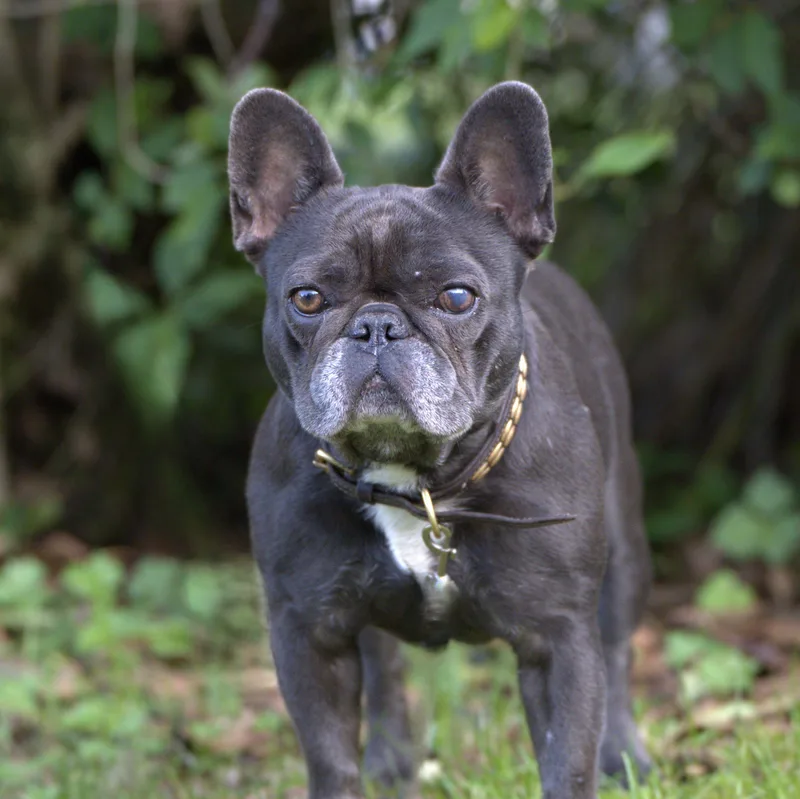 Etta  Blue Frenchie thumbnail 6