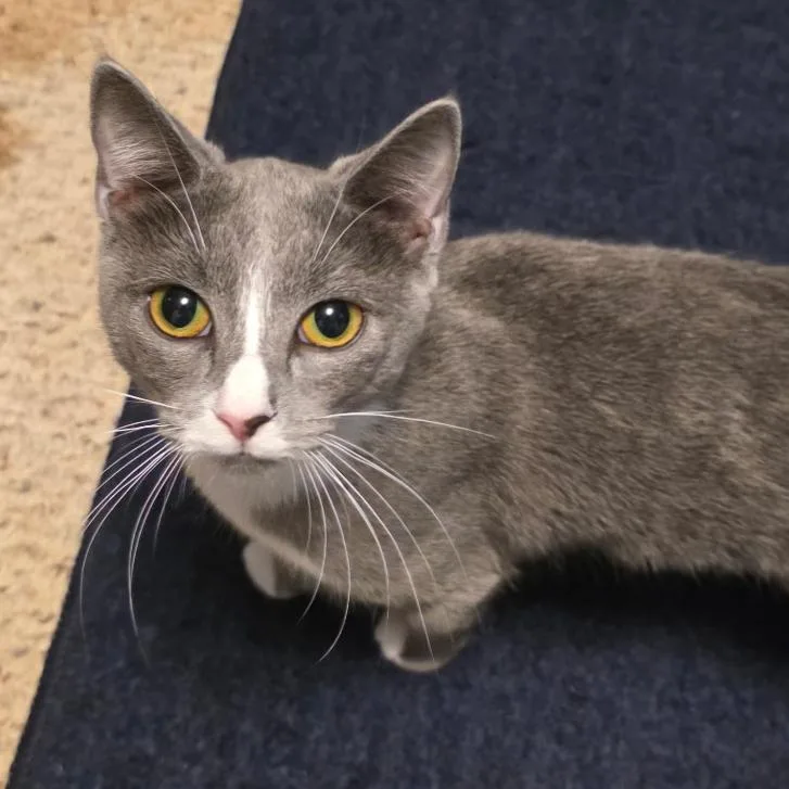 A young small-sized female Gray / Blue / Silver Domestic Short Hair cat named Lylia for adoption in Fredericksburg, VA