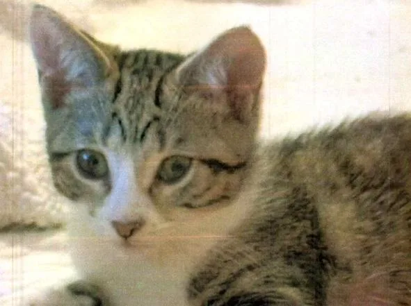 A baby small-sized female Domestic Short Hair cat named Starsky for adoption in Anoka, MN