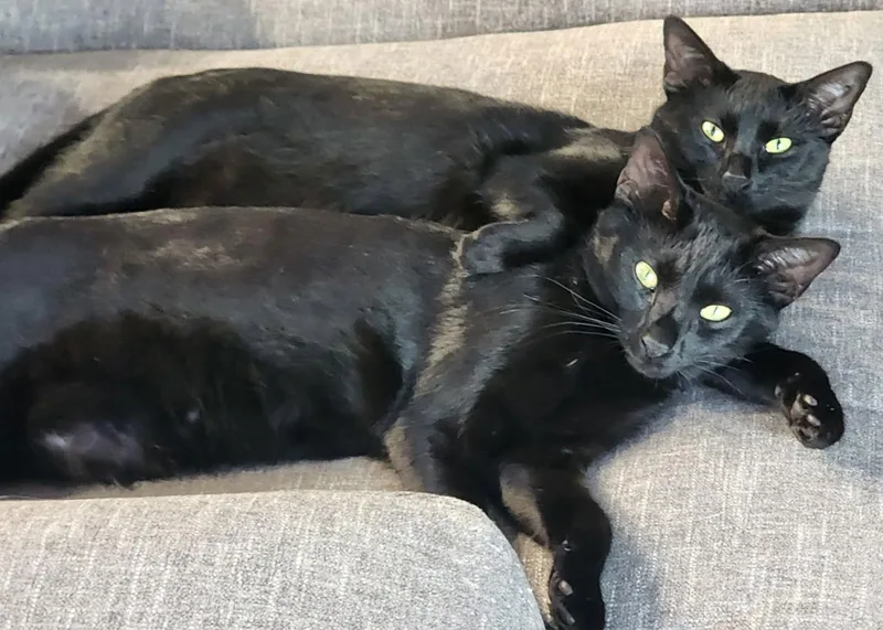 An adult medium-sized female Black Domestic Short Hair cat named Onyx for adoption in Oviedo, FL