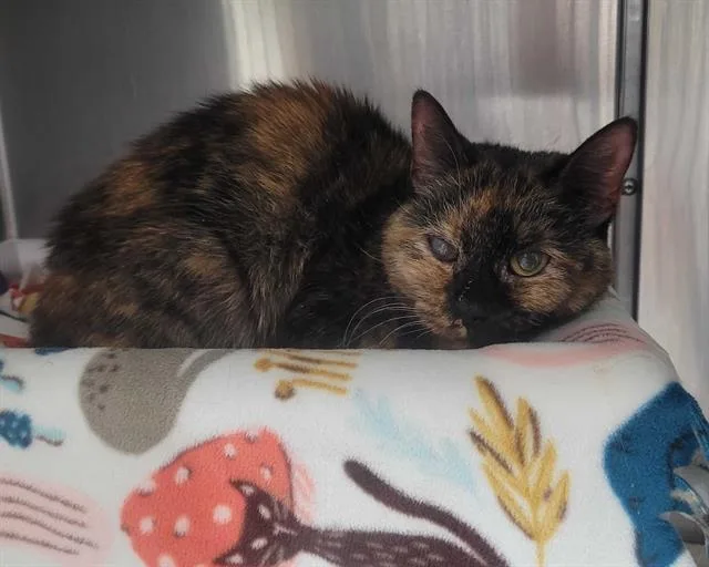 A senior small-sized female Tortoiseshell Domestic Short Hair cat named Kari Ann for adoption in Raleigh, NC