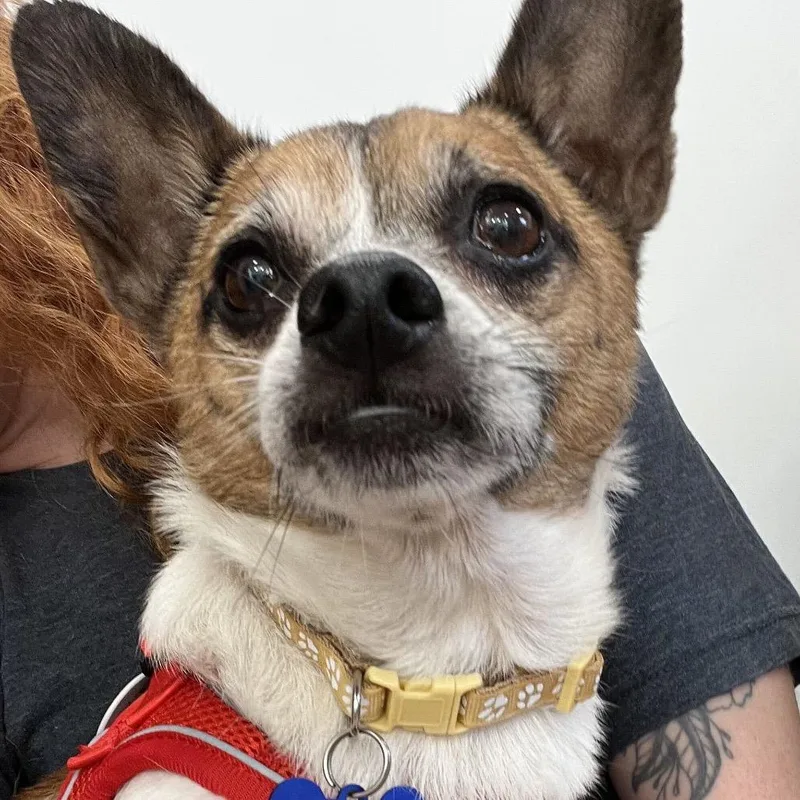 A senior small-sized male Yellow / Tan / Blond / Fawn Chihuahua dog named Kiddie Pool for adoption in San Francisco, CA