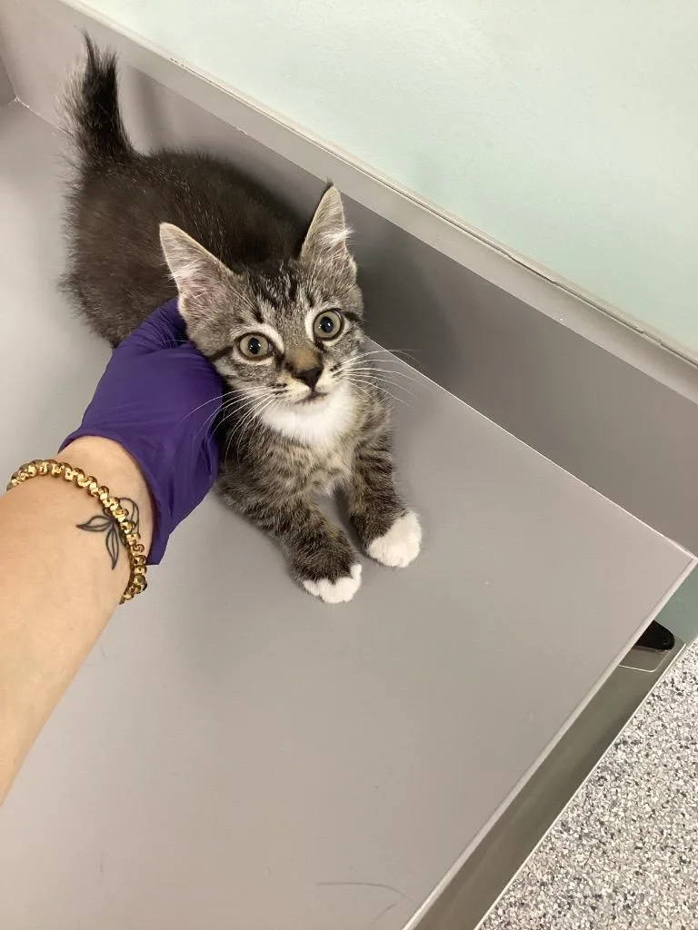 A baby small-sized male Domestic Short Hair cat named Ryder for adoption in Athens, TN