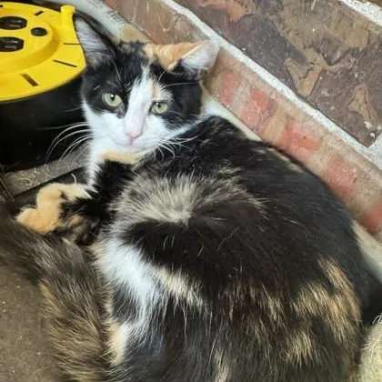 A young medium-sized female Calico Domestic Short Hair cat named Tilly for adoption in Warr Acres, OK