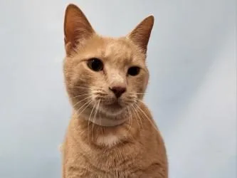 An adult small-sized male Domestic Short Hair cat named Tiger for adoption in Golden Valley, MN