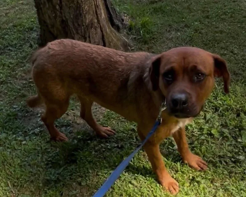 An adult large-sized male Brown / Chocolate Labrador Retriever dog named Grace ⛰️ for adoption in Irwin, PA