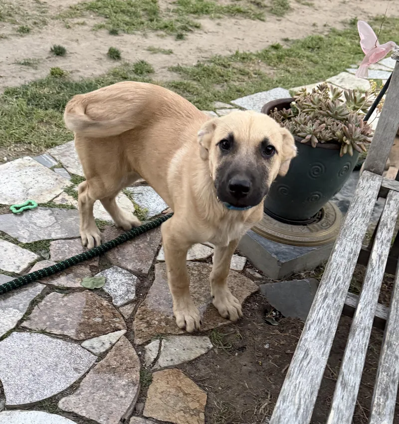 A baby medium-sized male Yellow / Tan / Blond / Fawn Australian Cattle Dog / Blue Heeler dog named Scout for adoption in Fresno, CA