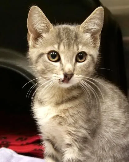 A baby small-sized female Domestic Short Hair cat named Marilyn Monroe for adoption in Fishers, IN