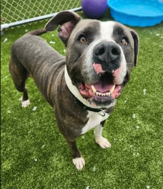 An adult medium-sized male Pit Bull Terrier dog named Preston for adoption in Toledo, OH