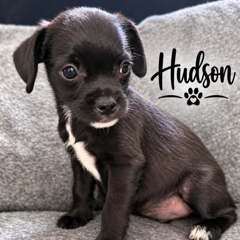 A baby small-sized male Terrier dog named Hudson for adoption in Santa Fe, TX