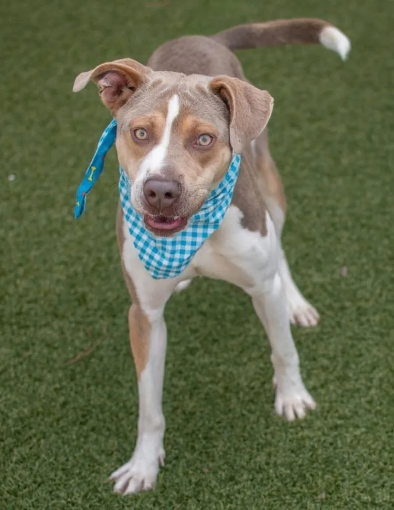A young medium-sized male Labrador Retriever dog named Buddy for adoption in Hartsville, SC