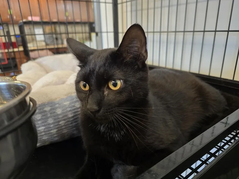 An adult medium-sized male Black & White / Tuxedo Domestic Short Hair cat named Jeremy for adoption in Southbury, CT