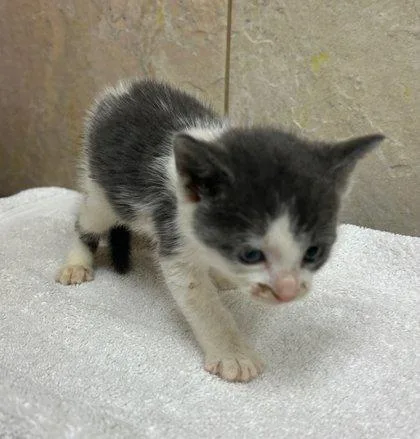 A baby small-sized male Domestic Short Hair cat named Kino for adoption in Honolulu, HI
