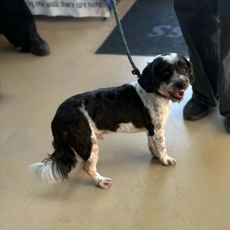 A senior small-sized male Black Lhasa Apso dog named Burt  Chino Hills for adoption in Chino Hills, CA