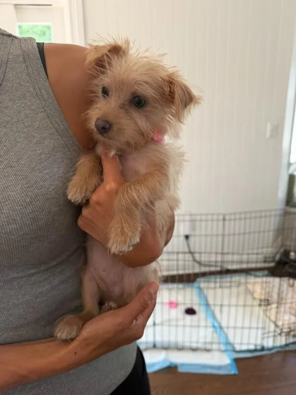 A young small-sized female Yellow / Tan / Blond / Fawn Mixed Breed dog named Hailey for adoption in Manhattan Beach, CA