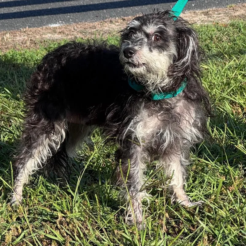 A young small-sized female Schnauzer dog named Matilda for adoption in Lake Panasoffkee, FL