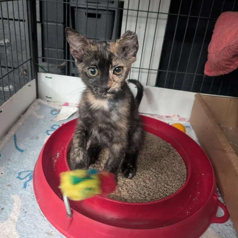 A baby small-sized female Tortoiseshell Domestic Short Hair cat named Warranty for adoption in Port Richey, FL