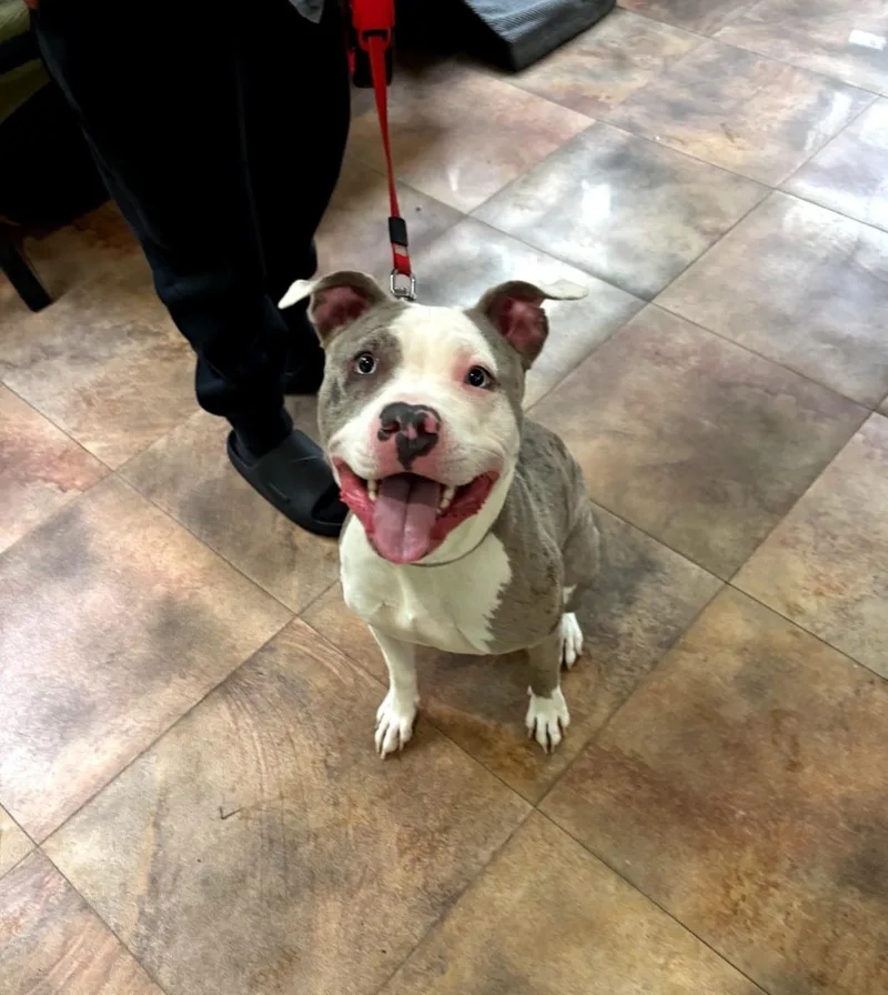 A young medium-sized female White / Cream Pit Bull Terrier dog named 112 for adoption in Pawtucket, RI
