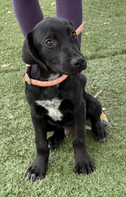 A baby medium-sized male Labrador Retriever dog named Elvis for adoption in Red Bluff, CA