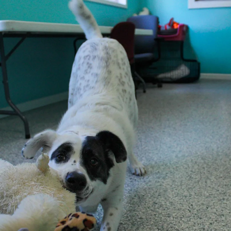 An adult large-sized female White / Cream Mixed Breed dog named Rainy for adoption in Hutchinson, MN