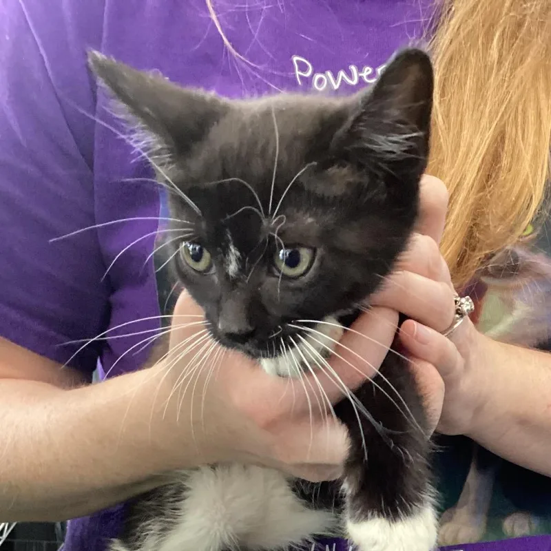 A baby small-sized female Black Domestic Medium Hair cat named Sadie for adoption in Montgomery, AL
