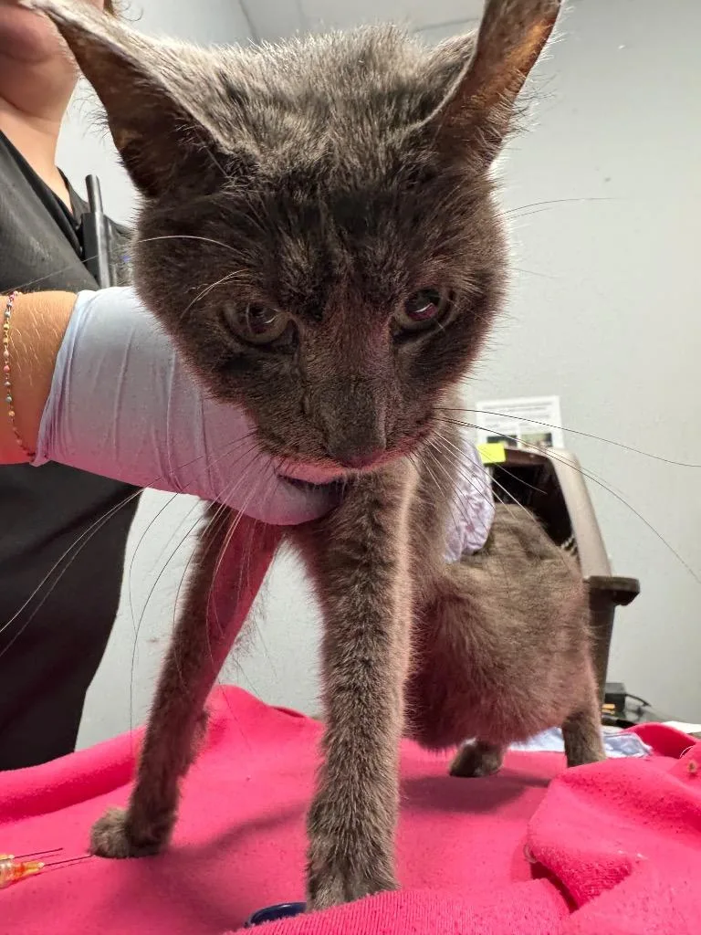 An adult medium-sized male Domestic Short Hair cat named Heart for adoption in Bloomington, IN