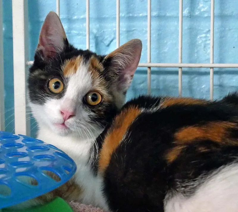 A baby medium-sized female Calico cat named Tampa for adoption in Bloomingdale, NJ