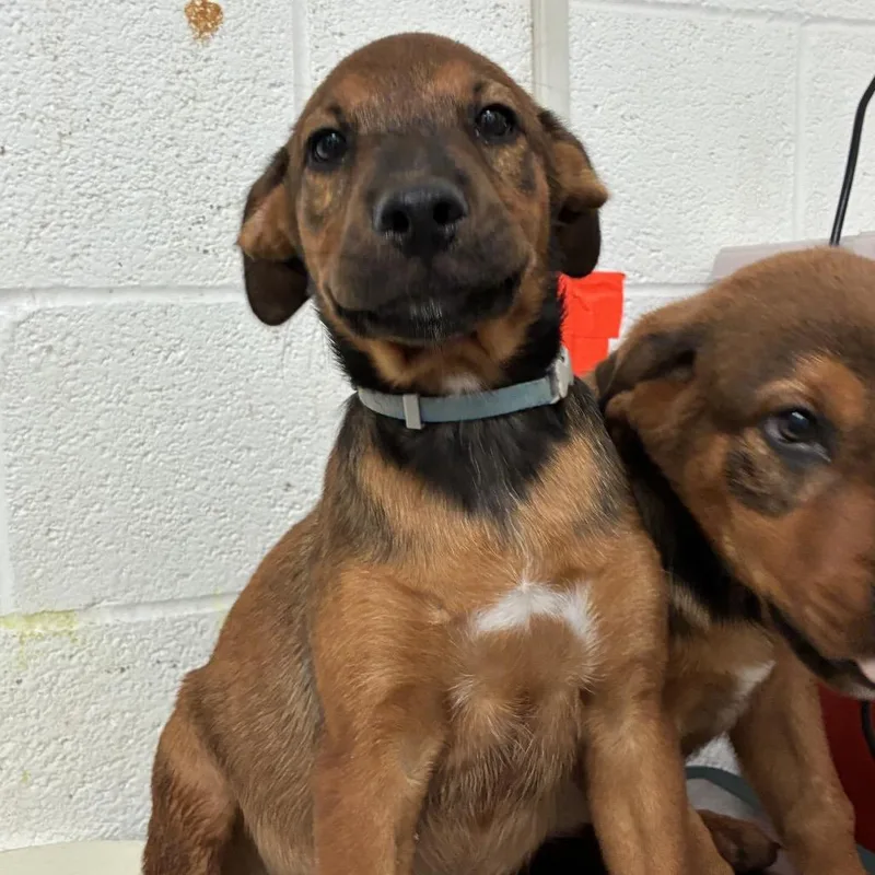 A baby small-sized male Brown / Chocolate Shepherd dog named Chase for adoption in Edinburg, TX