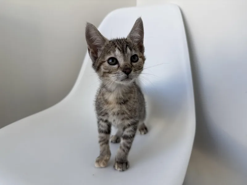 A baby medium-sized female Tabby (Buff / Tan / Fawn) Domestic Short Hair cat named Gyoza for adoption in Evanston, IL