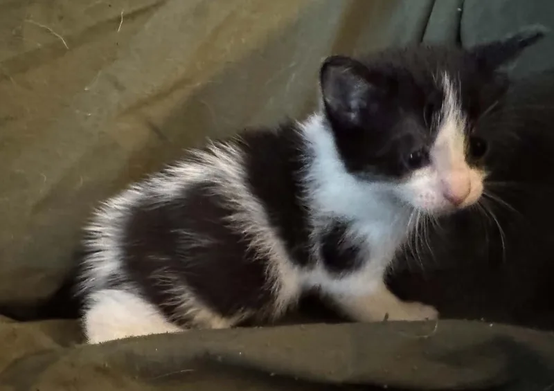 A baby medium-sized female Black Domestic Short Hair cat named Andromeda for adoption in Ontario, NY