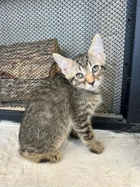A young small-sized male Tabby (Brown / Chocolate) Domestic Short Hair cat named Yeti for adoption in Tyler, TX
