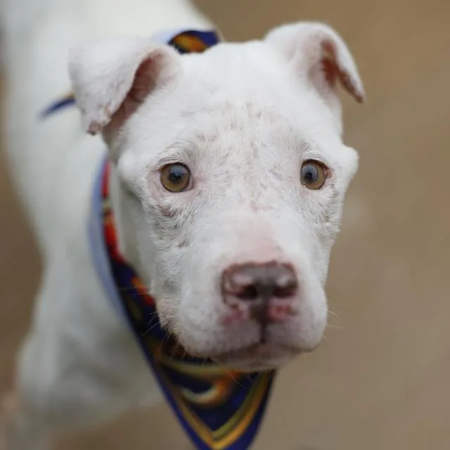An adult medium-sized female American Staffordshire Terrier dog named Kayda for adoption in San Antonio, TX