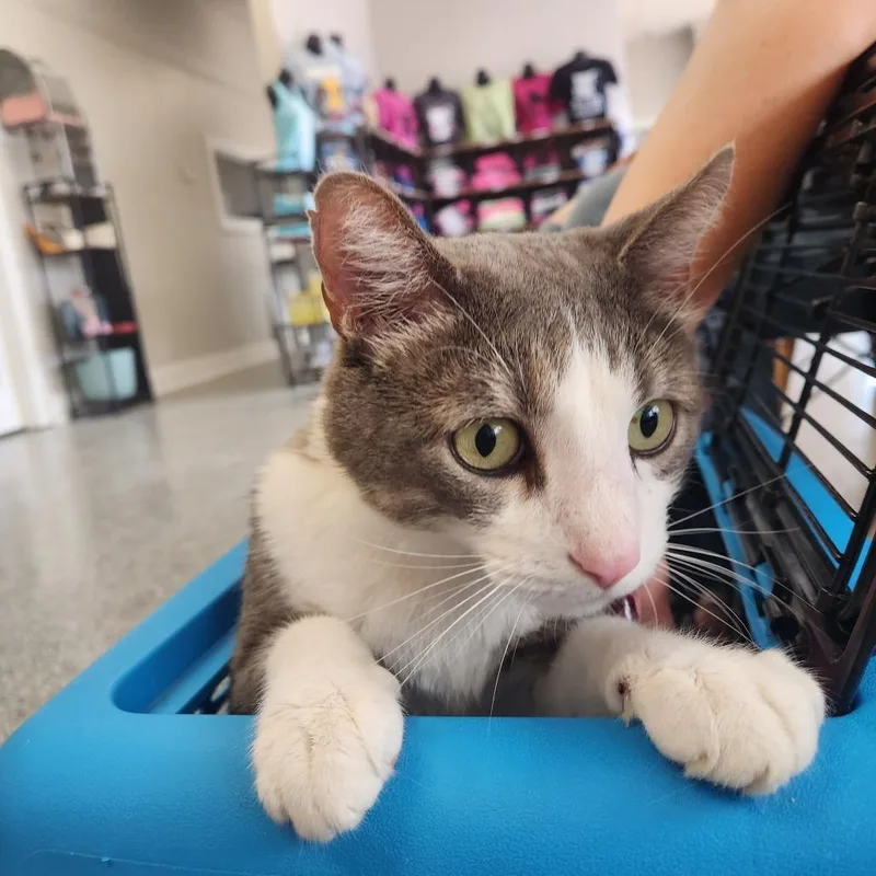 An adult large-sized male Gray / Blue / Silver Domestic Short Hair cat named Jello for adoption in Nashville, TN
