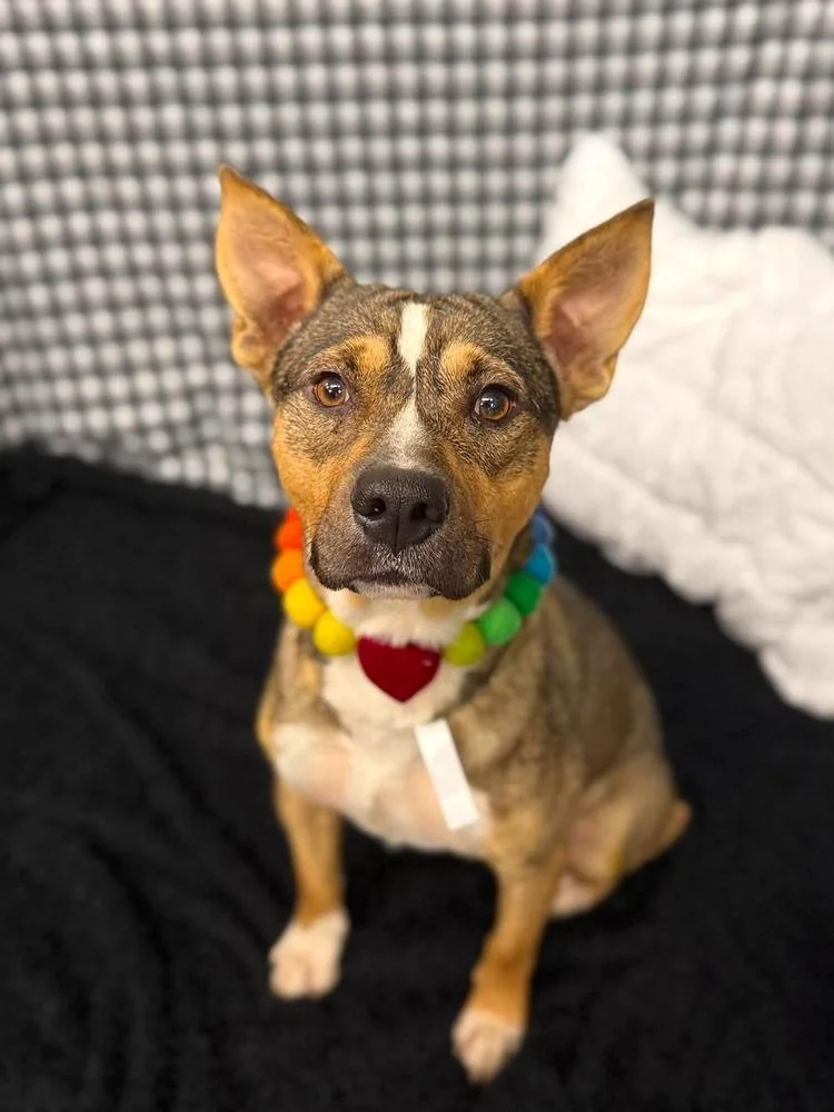 An adult medium-sized male Pit Bull Terrier dog named Germany for adoption in Sedalia, CO