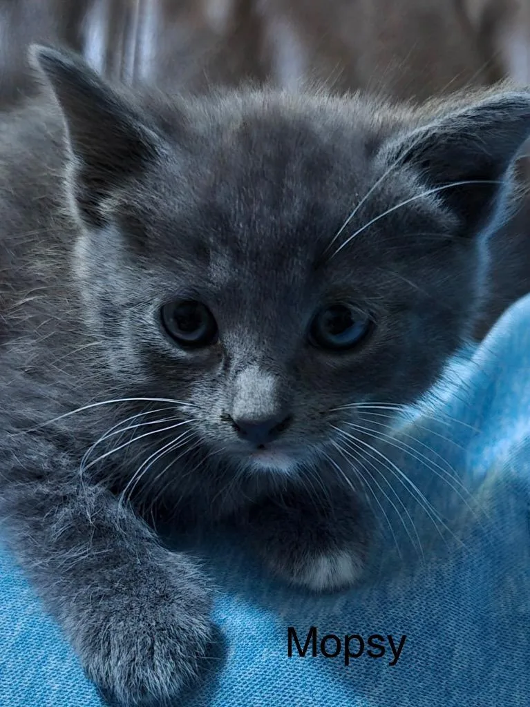 A baby medium-sized female Domestic Short Hair cat named Mopsy for adoption in Spring, TX