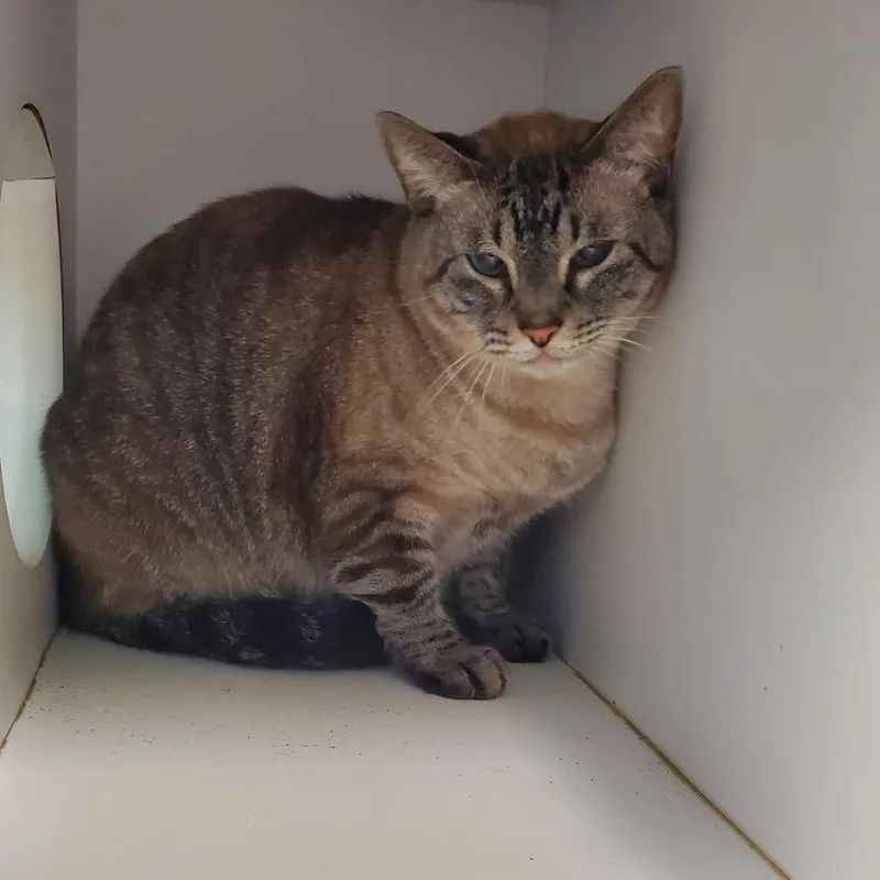 An adult medium-sized male Gray / Blue / Silver Domestic Short Hair cat named Sven for adoption in Lake Jackson, TX