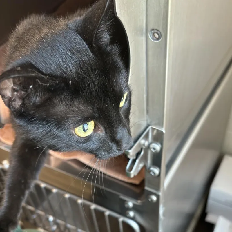 A young medium-sized male Black Domestic Short Hair cat named Zorro for adoption in Council Bluffs, IA