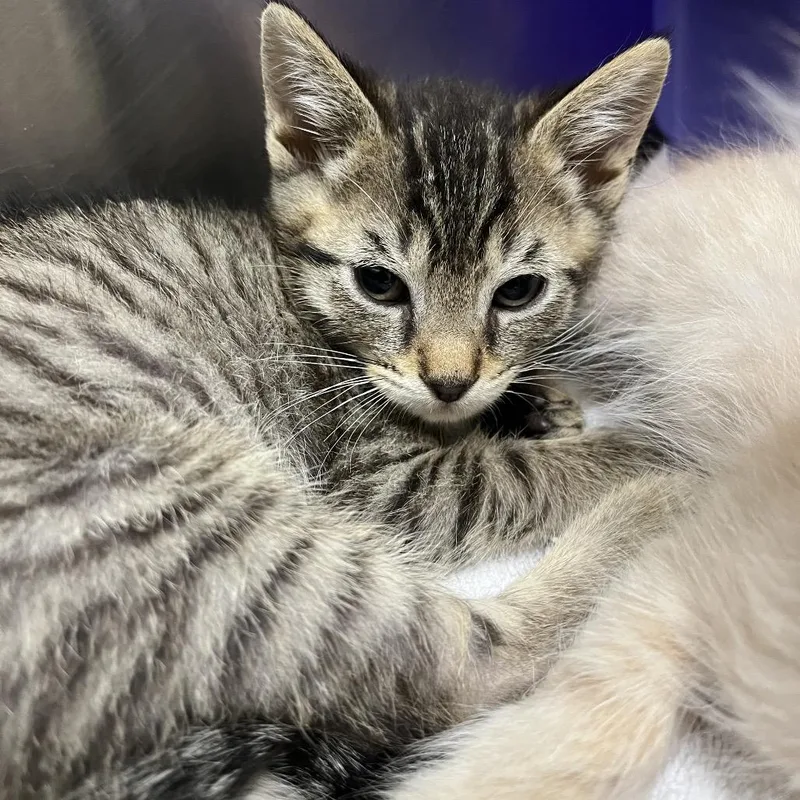 A baby small-sized male Brown / Chocolate Domestic Short Hair cat named Hoagie for adoption in Long Beach, CA