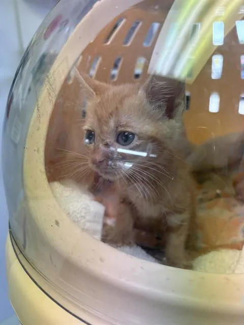 A baby small-sized male Domestic Short Hair cat named Jam Jam for adoption in Fort Walton Beach, FL